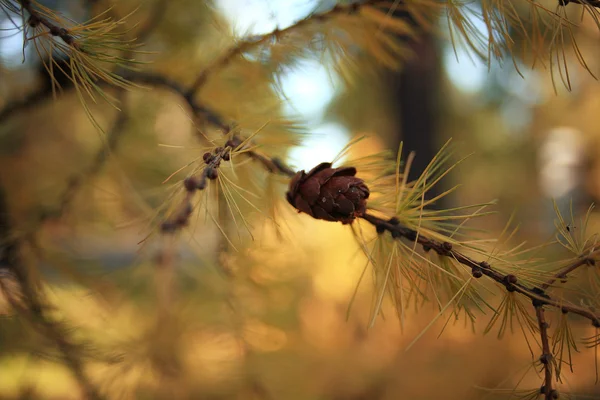 Желтая ветвь лиственницы — стоковое фото
