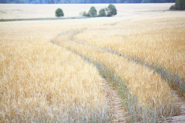 Estrada por um campo de trigo — Fotografia de Stock