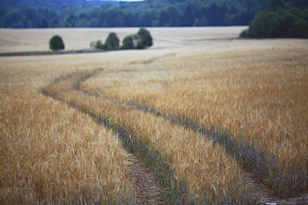 Road by a wheat field — Stock Photo, Image