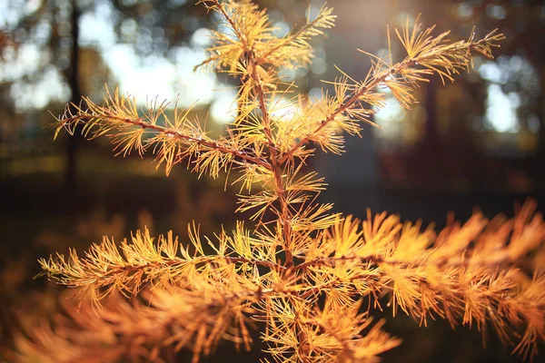 Larch needles yellow branch — Stock Photo, Image