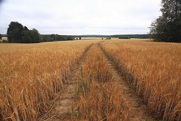 Road by a wheat field — Stock Photo, Image