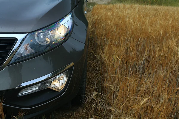 Car in a wheat field — Stock Photo, Image