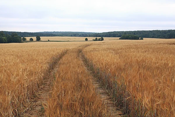 Road by a wheat field — Stock Photo, Image