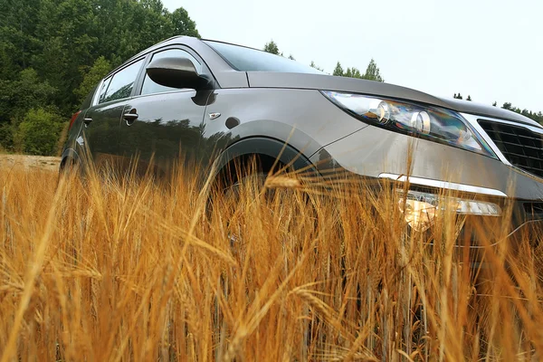 Carro em um campo de trigo — Fotografia de Stock