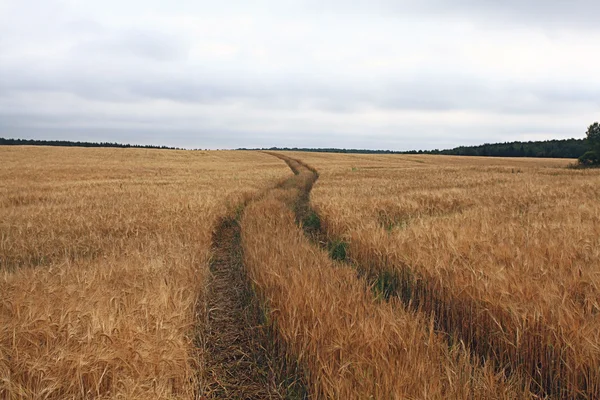 Road by a wheat field — Stock Photo, Image