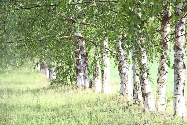 Parkta huş ağaçları — Stok fotoğraf