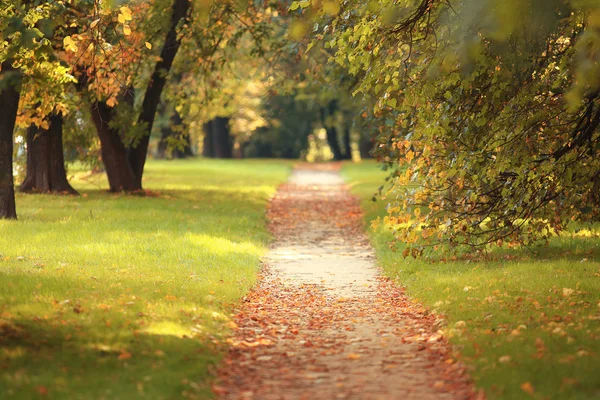 Autunno parco strada — Foto Stock