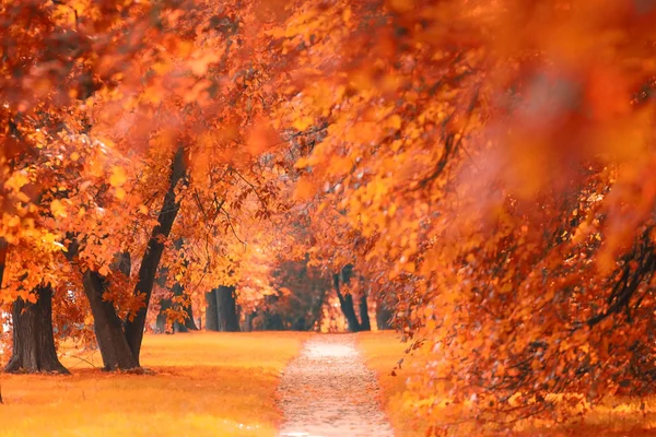 Autumn park road — Stock Photo, Image