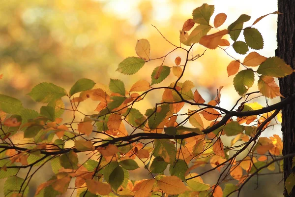 Hojas de otoño en rama —  Fotos de Stock