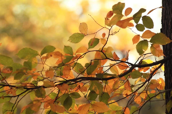 Hojas de otoño en rama — Foto de Stock