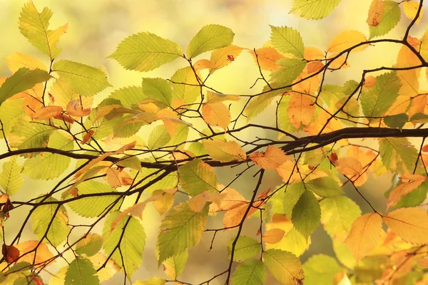 Autumn leaves on branch — Stock Photo, Image