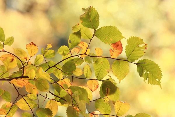 Foglie d'autunno su ramo — Foto Stock