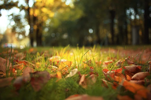 草を紅葉します。 — ストック写真