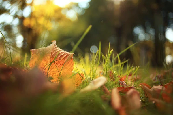 Herfstbladeren in gras — Stockfoto