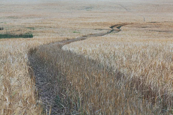 Straße bei einem Weizenfeld — Stockfoto