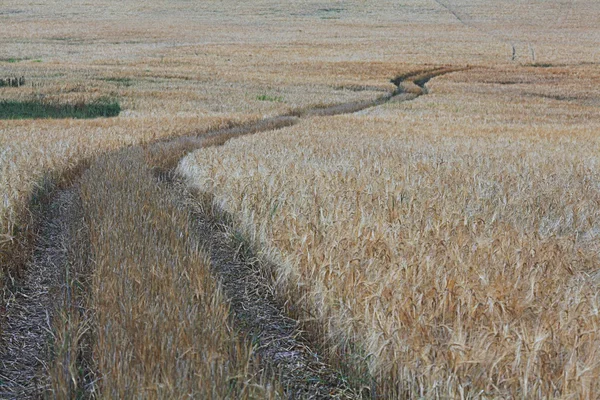 Road by a wheat field — Stock Photo, Image