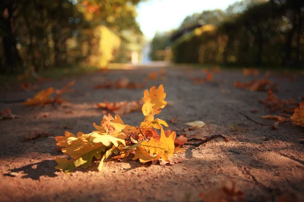 紅葉 — ストック写真