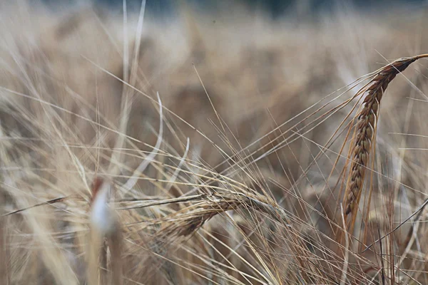 Trama del campo di orzo — Foto Stock