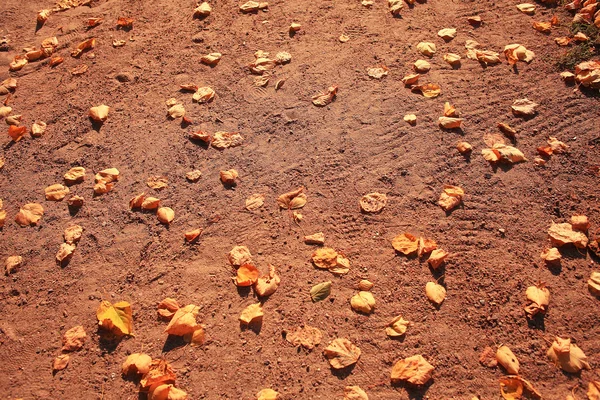 Herbstlaub auf dem Boden — Stockfoto