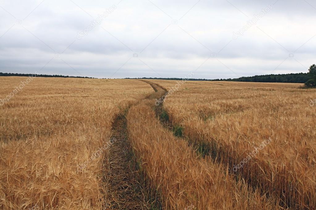 Road by a wheat field