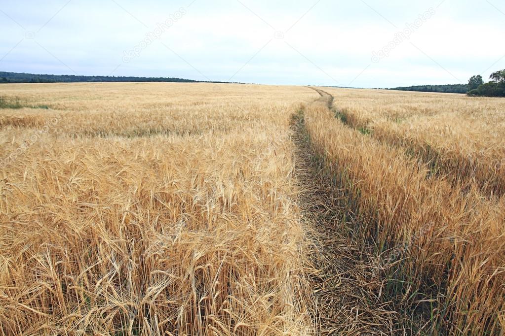 Road by a wheat field