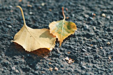 Asfalt üzerinde sarı yapraklar