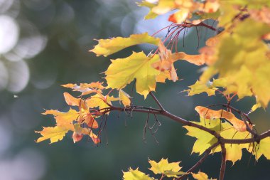 Sonbahar akçaağaç yaprakları