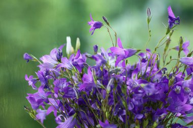 Mor çan çiçekleri buketi