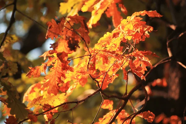 Yellow oak leaves — Stock Photo, Image