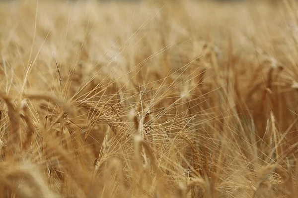 Trama del campo di orzo — Foto Stock