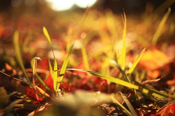 Yellow leaves in grass — Stock Photo, Image