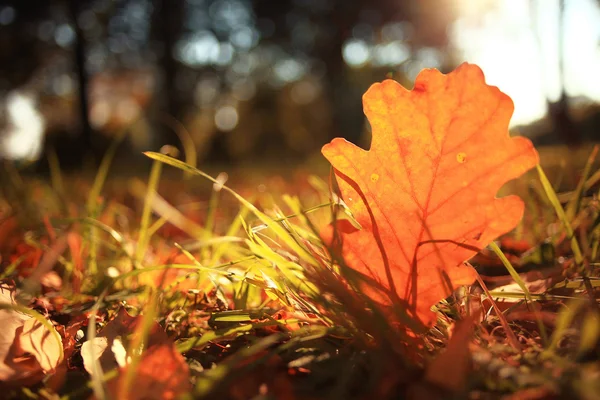 Yellow oak leaf — Stock Photo, Image