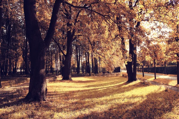 Höstpark — Stockfoto