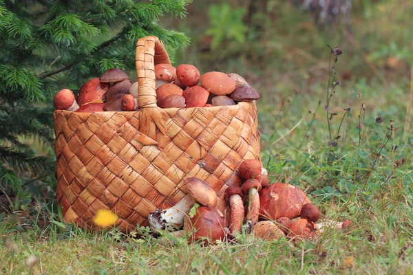 Basket with mushrooms — Stock Photo, Image