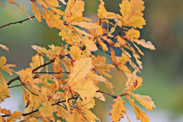 Jesienne liście dębu — Zdjęcie stockowe