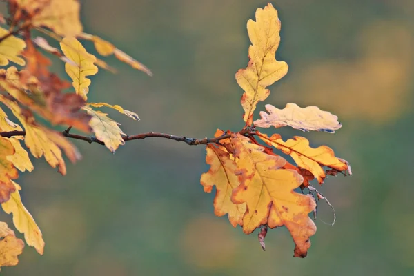 Listy podzimního dubu — Stock fotografie