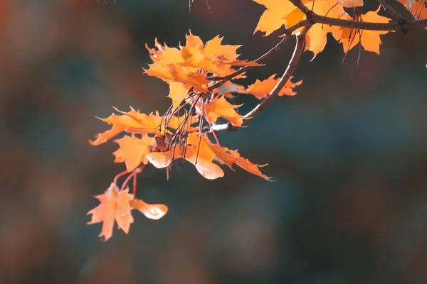 Herbstliche Ahornblätter — Stockfoto