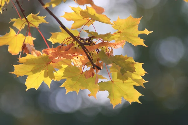 Herbstliche Ahornblätter — Stockfoto