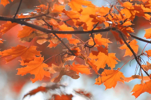 Daun maple musim gugur — Stok Foto