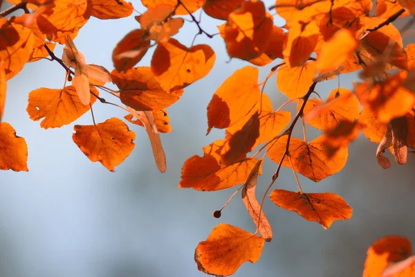 Το φθινόπωρο τα φύλλα linden — Φωτογραφία Αρχείου