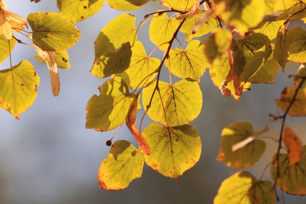 Hojas de tilo de otoño — Foto de Stock