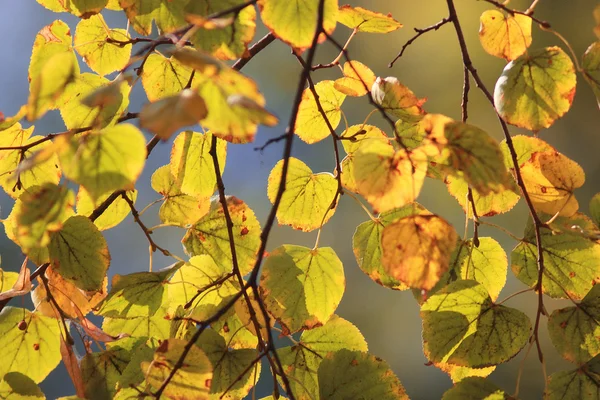 Hojas de tilo de otoño — Foto de Stock