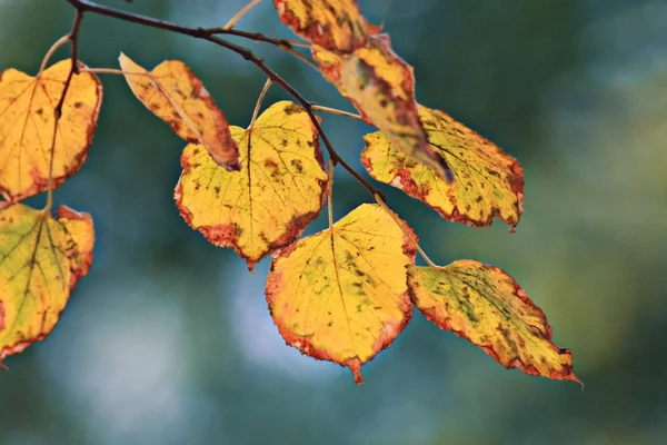 Autumn linden leaves — Stock Photo, Image