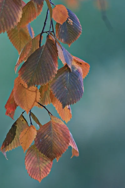 Autumn leaves on branch — Stock Photo, Image