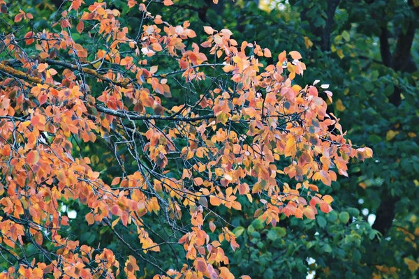 Foglie d'autunno su ramo — Foto Stock