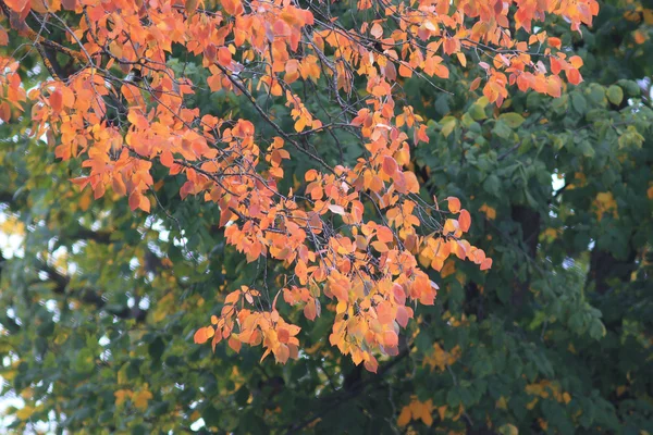 Foglie d'autunno su ramo — Foto Stock