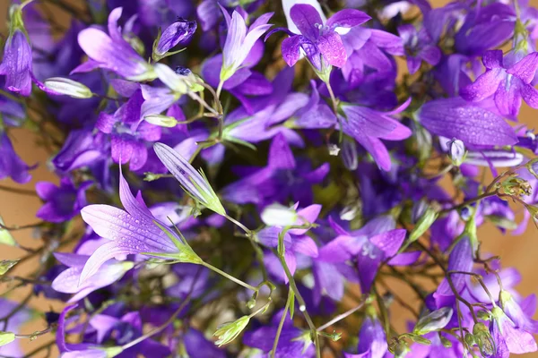 Lila Glocke Blumen Strauß — Stockfoto