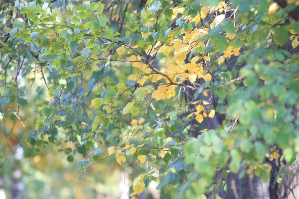 Őszi levelek, a fióktelep — Stock Fotó
