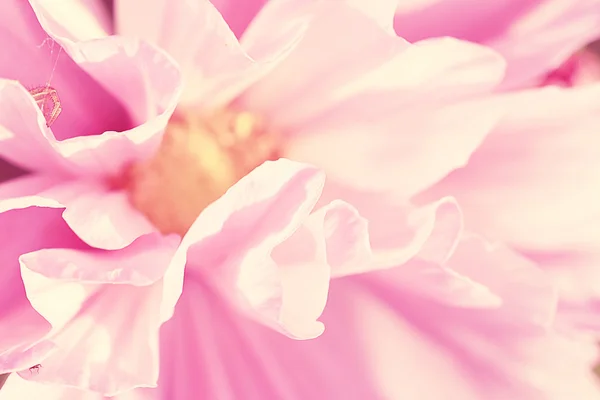 Pink flower petals — Stock Photo, Image