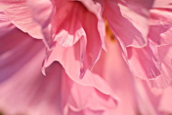Pétales de fleurs roses — Photo